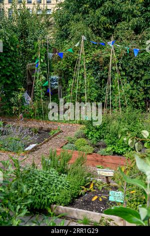 Herbs grown in old fashioned allotments in Saltaire, West Yorkshire. Allocated for those workers living in Saltaire village, built by Titus Salt. Stock Photo