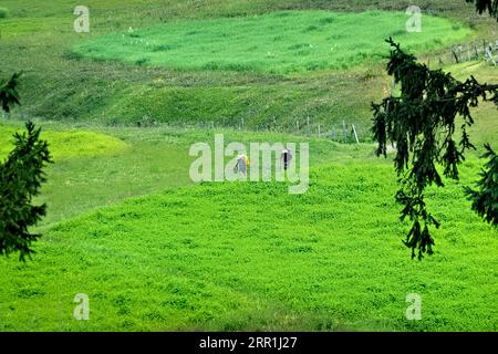 Trekking through the beautiful verdant Warwan Valley, Kashmir, India Stock Photo