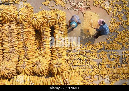 200923 -- BEIJING, Sept. 23, 2020 -- Farmers dry the corn cobs at Shiqiao Village of Yiyuan County in Zibo City, east China s Shandong Province, Sept. 22, 2020. Tuesday marked the Chinese farmers harvest festival. Photo by /Xinhua XINHUA PHOTOS OF THE DAY ZhaoxDongshan PUBLICATIONxNOTxINxCHN Stock Photo