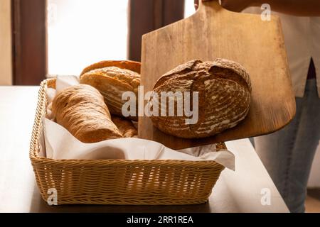 High angle shot of several freshly baked loaves of bread being placed by an anonymous baker in a wicker basket with fabric, on a dining table in the c Stock Photo