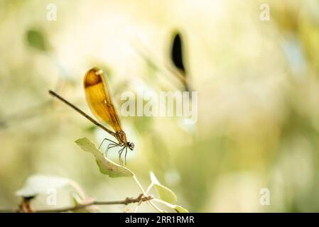 Selective focus of wild dragon-fly with yellow wings sitting on leaf in countryside in summer Stock Photo