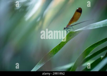 Selective focus of wild dragon-fly with brown wings sitting on leaf in countryside in summer Stock Photo