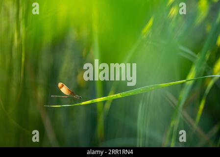Side view of wild dragon-fly with yellow and brown wings sitting on green leaf in countryside in summer Stock Photo