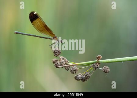 Selective focus of wild dragon-fly with brown wings sitting on small purple flower in countryside in summer Stock Photo