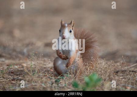Wild furry brown squirrel with fluffy tail standing on dry grassy ground in autumn park Stock Photo