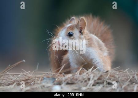 Wild furry brown squirrel with fluffy tail sitting on dry grassy ground in autumn park Stock Photo