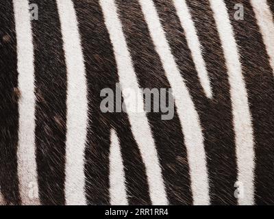 Full frame closeup shot of black and white texture of zebra skin in national park Stock Photo