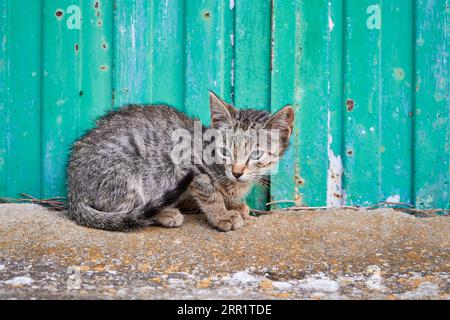 Gray and white kitten looking away while lying on floor near blue wall in daylight Stock Photo