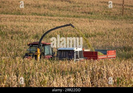 200929 -- ESKISEHIR TURKEY, Sept. 29, 2020 -- Farmers harvest a corn field in Eskisehir, Turkey, on Sept. 27, 2020. The Gecer family, who has been earning a livelihood from sugar beet production for years in Central Anatolia, Turkey, is highly optimistic about this year s harvest despite several natural disasters that hit the region during the seeding time. Photo by /Xinhua TO GO WITH Feature: Turkey s sugar beet, corn harvest promising despite natural disasters TURKEY-ESKISEHIR-SUGAR BEET-CORN-HARVEST OsmanxOrsal PUBLICATIONxNOTxINxCHN Stock Photo