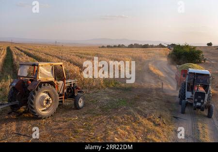 200929 -- ESKISEHIR TURKEY, Sept. 29, 2020 -- Farmers harvest a corn field in Eskisehir, Turkey, on Sept. 27, 2020. The Gecer family, who has been earning a livelihood from sugar beet production for years in Central Anatolia, Turkey, is highly optimistic about this year s harvest despite several natural disasters that hit the region during the seeding time. Photo by /Xinhua TO GO WITH Feature: Turkey s sugar beet, corn harvest promising despite natural disasters TURKEY-ESKISEHIR-SUGAR BEET-CORN-HARVEST OsmanxOrsal PUBLICATIONxNOTxINxCHN Stock Photo