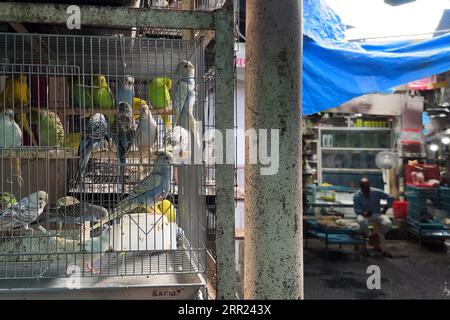 Parrots display for sale at a pet store in Crawford market in Mumbai, India. Stock Photo