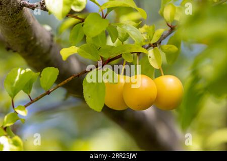 Ripe mirabelle plums (Prunus domestica subsp. syriaca) on a branch, Germany Stock Photo