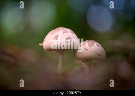 Two mushrooms, undetermined, Diersfordter Wald, Wesel, North Rhine-Westphalia, Germany Stock Photo