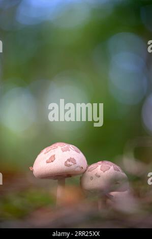 Two mushrooms, undetermined, Diersfordter Wald, Wesel, North Rhine-Westphalia, Germany Stock Photo