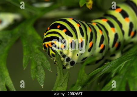 Swallowtail (Papilio machaon) caterpillar feeding on leaf of garden carrot (Daucus carota), Baden- Wuerttemberg, Germany Stock Photo