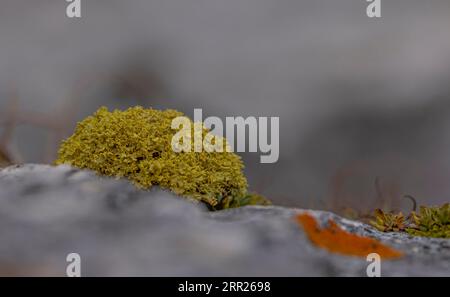 Yellow lichen on stone in macro Stock Photo