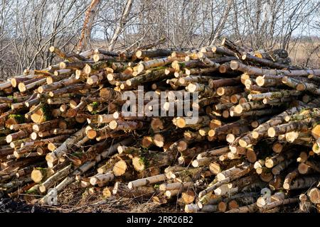 Practical nature conservation work in Emsland, piled up birch trees after debris removal in the moor, Bockholter Dose nature reserve, Lower Saxony Stock Photo