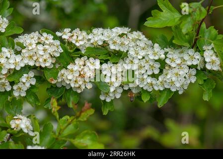Encroaching common hawthorn (Crataegus monogyna), Bavaria, Germany Stock Photo