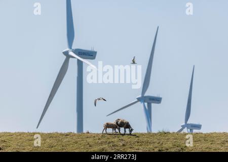 2 sheep, lamb and mother standing on a dike by the sea in front of wind turbines for wind energy, 2 seagulls flying in the air, Breskens, Sluis Stock Photo