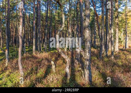 Gnarled trees in a pine forest on a sunny autumn day, Sweden Stock Photo