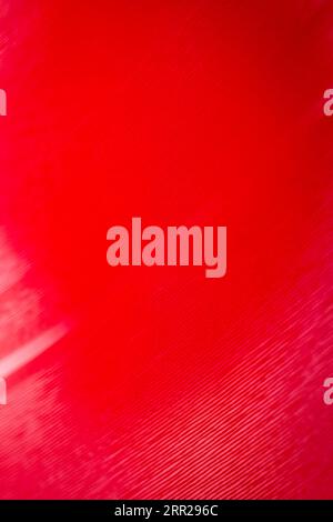 Macro shot of red color vinyl record. Surface of an old vinyl record. Shallow depth of field. Stock Photo