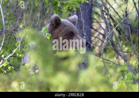 European Brown Bear, Ursus arctos arctos, Finland