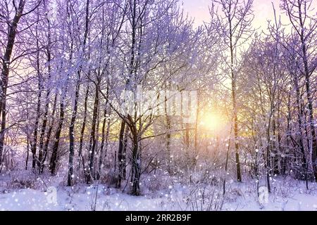Beautiful winter landscape with forest, trees covered snow, snowflakes and sunset. Purple winter landscape with sunset. Stock Photo