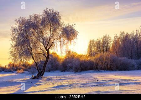 Beautiful winter landscape with forest, trees covered snow and sunrise. Purple winter landscape with sunset. Stock Photo