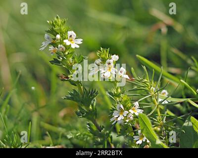 Eyebright (Euphrasia officinalis) a low-growing wildflower, flowering in sunshine Cumbria, England, UK Stock Photo