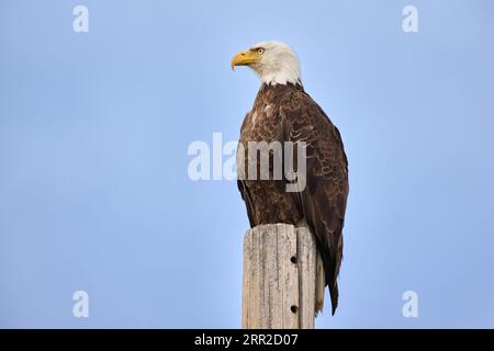 bald eagle (Haliaeetus leucocephalus) on a pole, Grand Teton National Park, Wyoming, United States of America Stock Photo