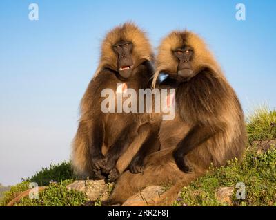 Gelada baboons (Theropithecus gelada), blood-breasted baboons, two males sitting side by side, Semien National Park, Ethiopia Stock Photo