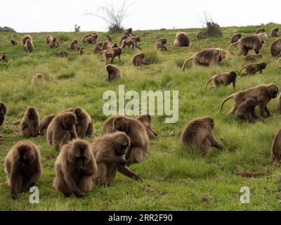 Gelada baboons (Theropithecus gelada), blood-breasted baboon, large herd feeding in meadow, Semien National Park, Ethiopia Stock Photo