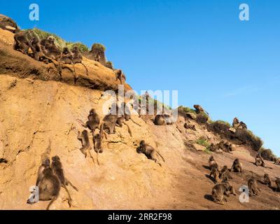 Gelada baboons (Theropithecus gelada), blood-breasted baboons, herd on sunny rock face, Semien National Park, Ethiopia Stock Photo