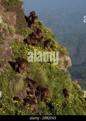 Gelada baboons (Theropithecus gelada), blood-breasted baboons, herd on steep flowering mountainside, Semien National Park, Ethiopia Stock Photo