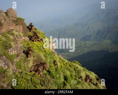 Gelada baboons (Theropithecus gelada), blood-breasted baboons on steep mountainside, Semien National Park, Ethiopia Stock Photo