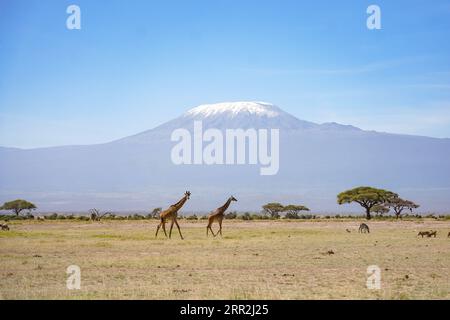 201013 -- BEIJING, Oct. 13, 2020 -- Photo taken on March 7, 2019 shows giraffes walking on a grassland backdropped by Mount Kilimanjaro at Amboseli national park in Kenya.  AFRICA-NATURAL LANDSCAPE-CULTURAL CUSTOM XiexHan PUBLICATIONxNOTxINxCHN Stock Photo