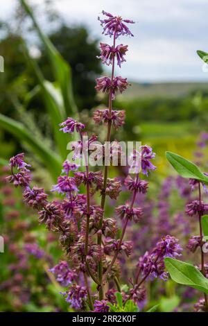 In the wild, it blooms among grasses Salvia verticillata. Stock Photo