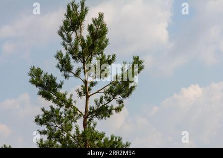 Pine branches on a spring day against the background of the sky with clouds. Stock Photo