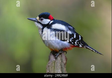 Great-spotted woodpecker, Dendrocopos major, single male on branch, Finland, spring 2023 Stock Photo