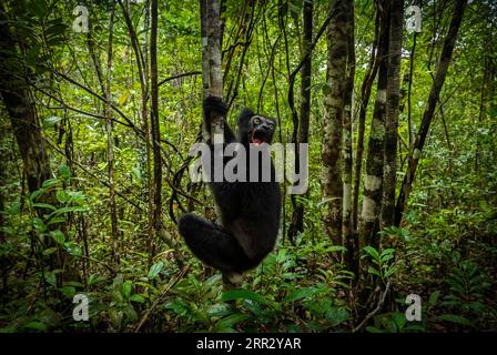 Indri (Indri indri) lemur in the rainforests of central eastern Madagascar Stock Photo