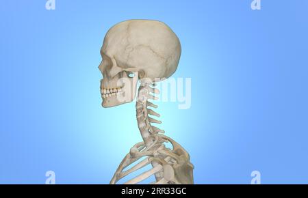 Side view of cervical section of spine injury and pain on black ...