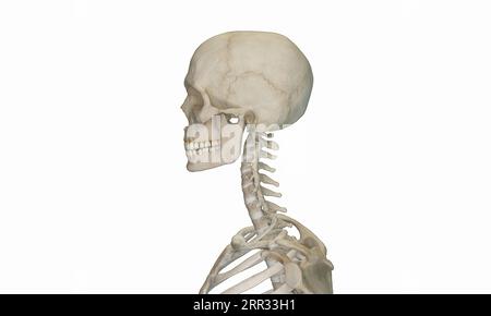 Side view of cervical section of spine Stock Photo