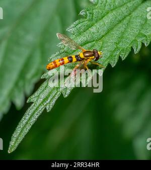 Macro shot of a long hoverfly resting on a nettle leaf in sunny ambiance Stock Photo