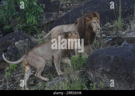 201024 -- KARENGA UGANDA, Oct. 24, 2020 -- Lions walk on a rock in Kidepo Valley National Park, northeastern Uganda, Oct. 24, 2020. Uganda has reopened all its national parks in efforts to revamp the country s tourism sector which was hit by the ongoing COVID-19 pandemic. Photo by /Xinhua UGANDA-KARENGA-NATIONAL PARKS-REOPENING RonaldxSsekandi PUBLICATIONxNOTxINxCHN Stock Photo