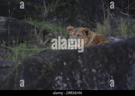 201024 -- KARENGA UGANDA, Oct. 24, 2020 -- A lion rests on a rock in Kidepo Valley National Park, northeastern Uganda, Oct. 24, 2020. Uganda has reopened all its national parks in efforts to revamp the country s tourism sector which was hit by the ongoing COVID-19 pandemic. Photo by /Xinhua UGANDA-KARENGA-NATIONAL PARKS-REOPENING RonaldxSsekandi PUBLICATIONxNOTxINxCHN Stock Photo