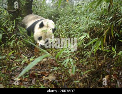 201027 -- CHENGDU, Oct. 27, 2020  -- Photo taken in Oct. 2020 shows a giant panda marking its territory in the woods at the Fengtongzhai National Nature Reserve in Baoxing County, southwest China s Sichuan Province. An infrared camera has captured footage of a wild giant panda mother and her cub in a nature reserve in southwest China s Sichuan Province. The 15-second video clip showed the cub, estimated to be around 1 year old, wandering in a bamboo grove behind its mother at the Fengtongzhai National Nature Reserve, according to the reserve s management authority on Monday. It is the second t Stock Photo