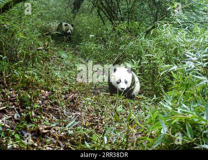 201027 -- CHENGDU, Oct. 27, 2020  -- Photo taken in June 2020 shows a wild giant panda mother and her cub at the Fengtongzhai National Nature Reserve in Baoxing County, southwest China s Sichuan Province. An infrared camera has captured footage of a wild giant panda mother and her cub in a nature reserve in southwest China s Sichuan Province. The 15-second video clip showed the cub, estimated to be around 1 year old, wandering in a bamboo grove behind its mother at the Fengtongzhai National Nature Reserve, according to the reserve s management authority on Monday. It is the second time a wild Stock Photo