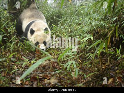 201027 -- CHENGDU, Oct. 27, 2020  -- Photo taken in Oct. 2020 shows a giant panda marking its territory in the woods at the Fengtongzhai National Nature Reserve in Baoxing County, southwest China s Sichuan Province. An infrared camera has captured footage of a wild giant panda mother and her cub in a nature reserve in southwest China s Sichuan Province. The 15-second video clip showed the cub, estimated to be around 1 year old, wandering in a bamboo grove behind its mother at the Fengtongzhai National Nature Reserve, according to the reserve s management authority on Monday. It is the second t Stock Photo