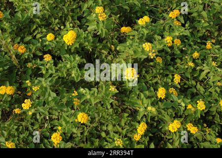 Lush Green Foliage and Blossoming Flowers in Nature Stock Photo