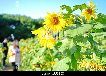 201027 -- FUZHOU, Oct. 27, 2020 -- Photo taken on Oct. 23, 2020 shows sunflowers at Minjiang Park in Fuzhou, southeast China s Fujian Province.  CHINA-FUJIAN-FUZHOU-CITYSCAPE CN LinxShanchuan PUBLICATIONxNOTxINxCHN Stock Photo